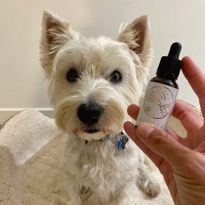 pet cbd oil