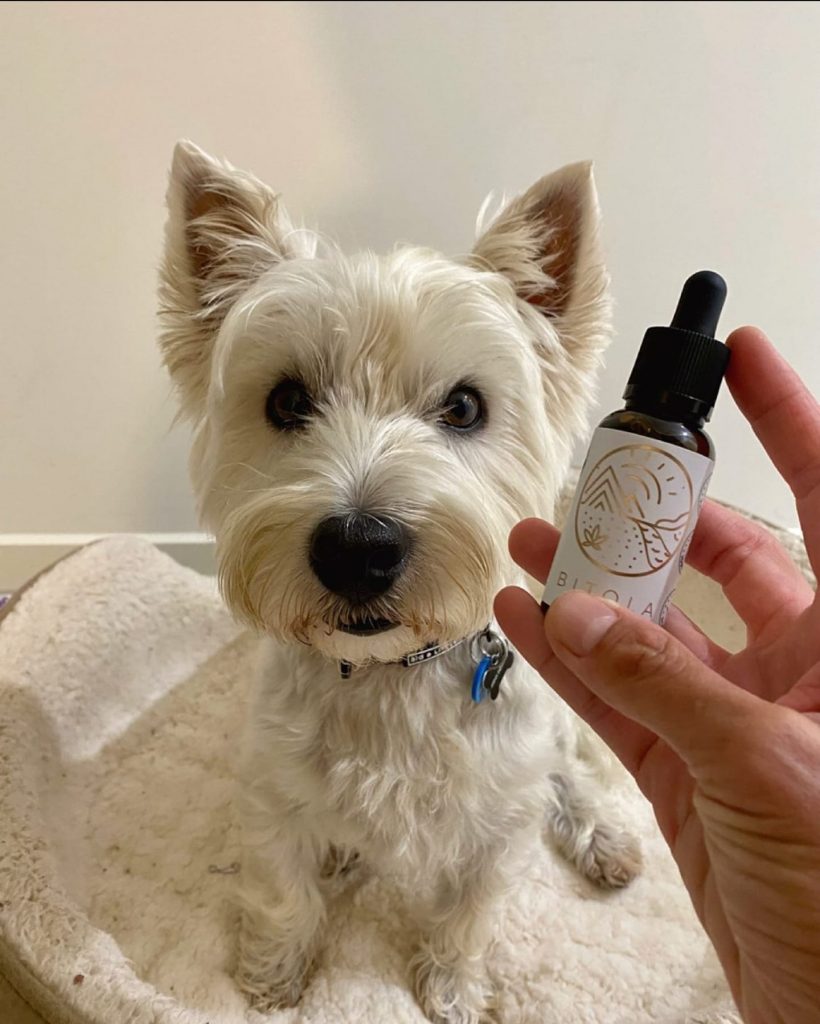 pet cbd oil
